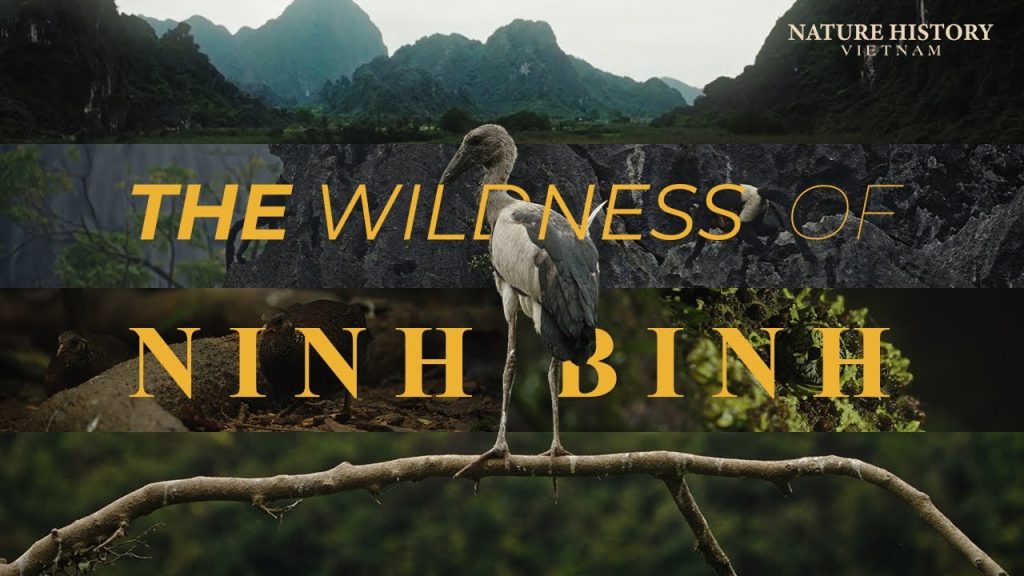 THE WILDNESS OF NINH BINH/Nature-Wildlife Documentary Vlog