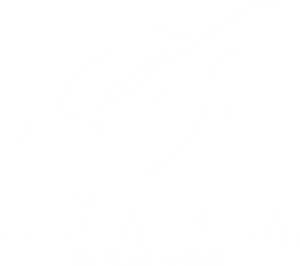 Chamfilm